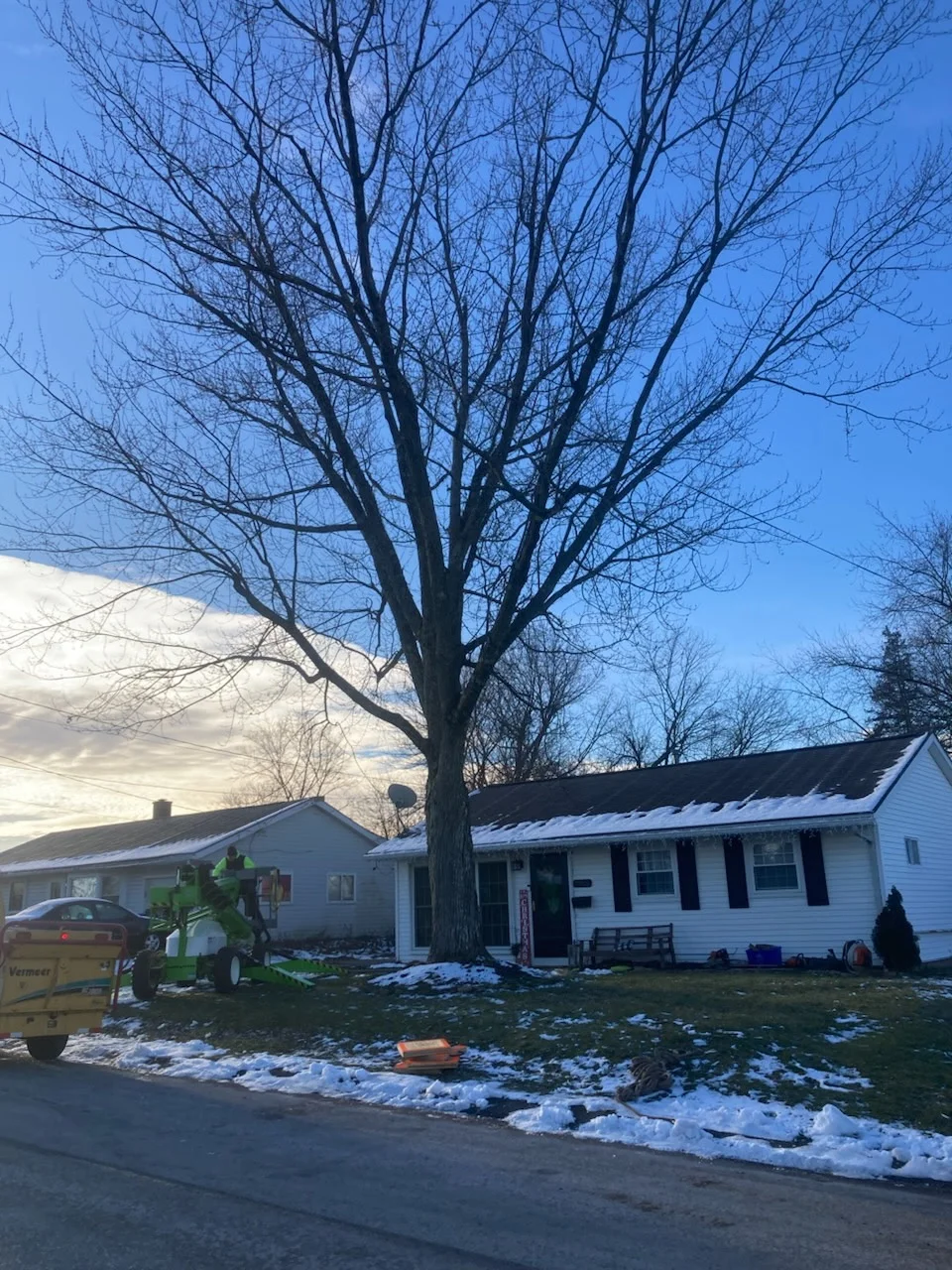 Before — Large oak tree removal