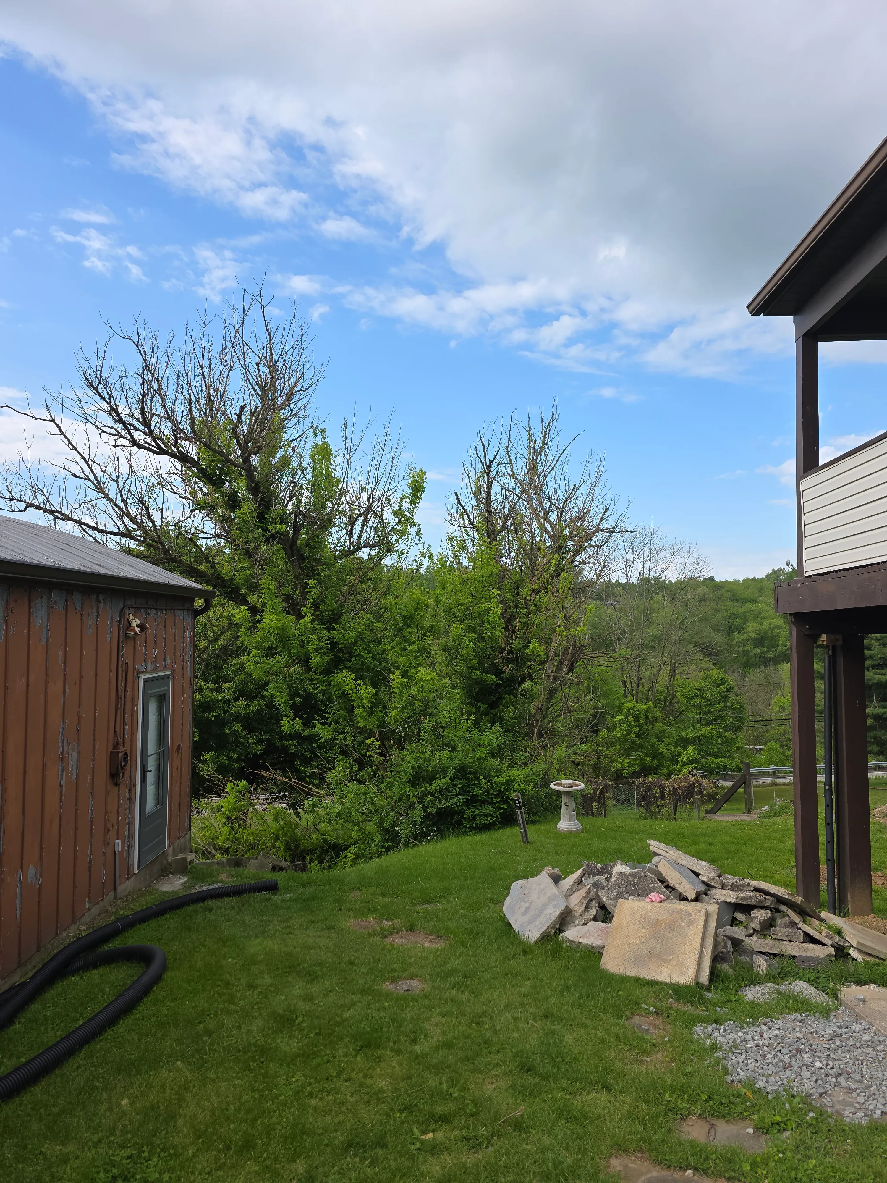 Before — Tree removal 